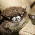 beyaz burun sendromuna yakalanmış küçük kahverengi bir yarasa (Myotis lucifugus)