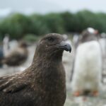 kahverengi skua (Stercorarius antarcticus)