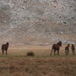 borgia ailesi r nesans d neminin en g l ve tart mal hanedan featured image