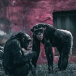 g ney afrika tarihi k kl ge mi ten modern zamana uzanan yolculuk featured image