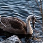 i la lar n tarihi i nsanl n sa l k yolculu u featured image