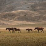 kristof kolomb un 1492 de amerika y ke fi yeni d nya n n kap lar n a an tarihi olay kapak