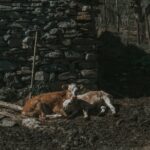 rusya tarihi k kenlerinden modern d neme kadar kapsaml bir i nceleme featured image